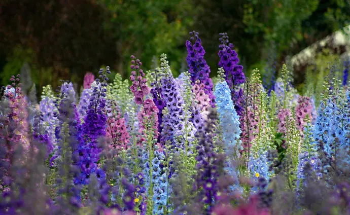 Flower Bonsai 100 Pcs Delphinium Mix Giant Delphinium Cultorum Potted Garden Outdoor Ornamental Plantas
Flower Bonsai 100 Pcs Delphinium Mix Giant Delphinium Cultorum Potted Garden Outdoor Ornamental Plantas