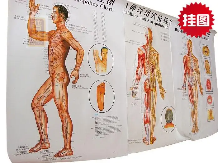 3pcs/set 47*69 wallmap ear acupuncture map ustration of Acupuncture Points map male body meridians and ACU-points chart free
3pcs/set 47*69 wallmap ear acupuncture map ustration of Acupuncture Points map male body meridians and ACU-points chart free