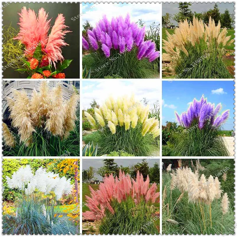400 pcs / bag Imported Pampas Grass Outdoor Ornamental Plant Flowers Cortaderia Selloana Grass for Home Garden Easy to Grow
400 pcs / bag Imported Pampas Grass Outdoor Ornamental Plant Flowers Cortaderia Selloana Grass for Home Garden Easy to Grow