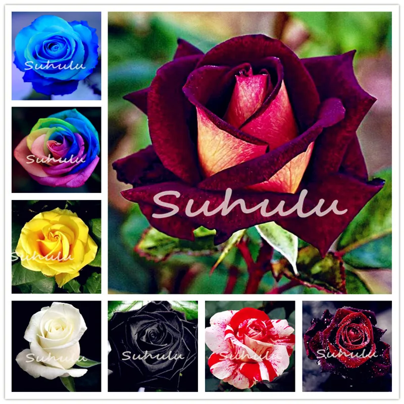 150Pcs Rare Mixed Colors Rose Bonsai Flower flores Courtyard & Balcony Outdoor Plant for Home Garden Radiation Protection bonsai
150Pcs Rare Mixed Colors Rose Bonsai Flower flores Courtyard & Balcony Outdoor Plant for Home Garden Radiation Protection bonsai
