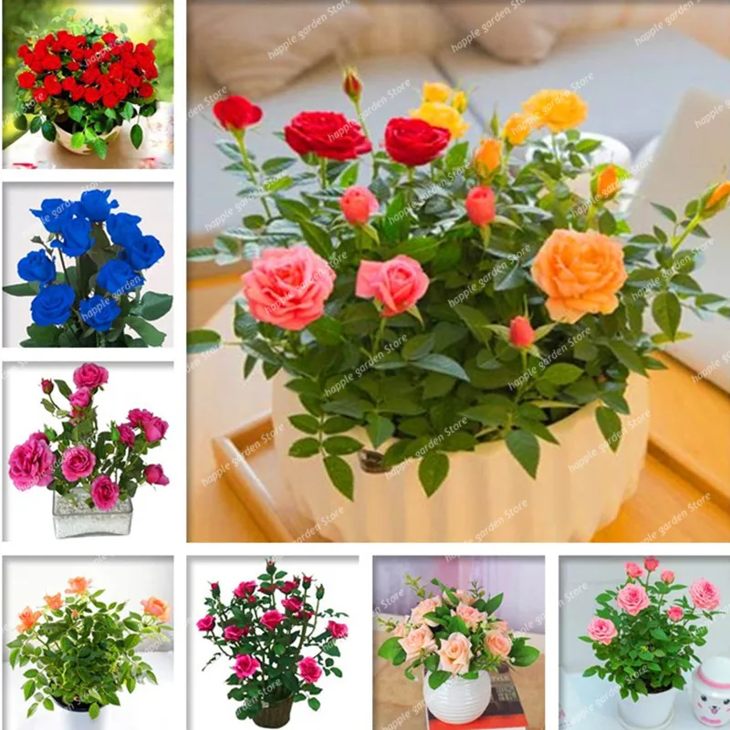 100 pcs/bag Mini Rose Tree Bonsai flower flores Beautiful Yard Flower Easy to Grow Pretty For Home Garden DIY Potted Planta
100 pcs/bag Mini Rose Tree Bonsai flower flores Beautiful Yard Flower Easy to Grow Pretty For Home Garden DIY Potted Planta