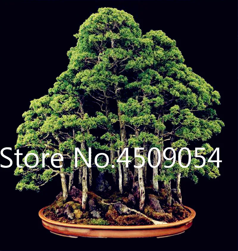 Hot Sale Coast Redwood Bonsai Sequoia Sempervirens Bonsai Tree Bonsai Potted For Home Garden Easy To Grow 30 Pcs/Bag
Hot Sale Coast Redwood Bonsai Sequoia Sempervirens Bonsai Tree Bonsai Potted For Home Garden Easy To Grow 30 Pcs/Bag