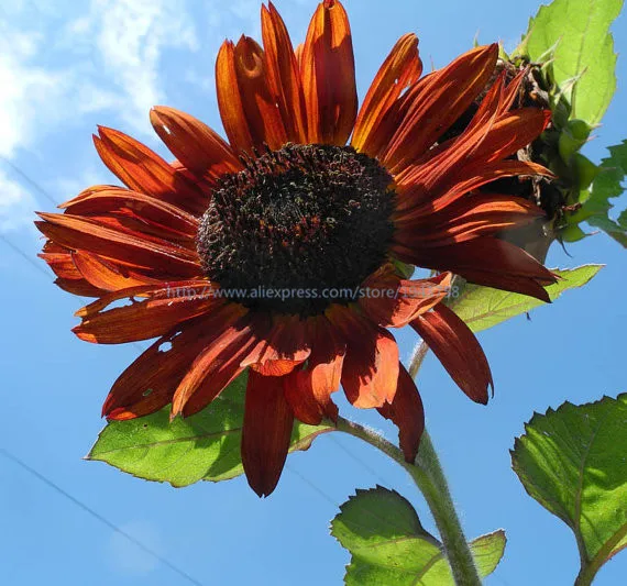 Red sunflower 20 Pieces- Autumn Beauty -very decorative, good for cut flowers, Non-GMO Sunflower
Red sunflower 20 Pieces- Autumn Beauty -very decorative, good for cut flowers, Non-GMO Sunflower