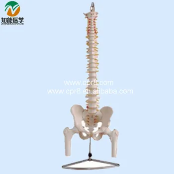 Life-size Vertebral Column With Pelvis And Half Leg Bones Model BIX-A1013 WBW141
Life-size Vertebral Column With Pelvis And Half Leg Bones Model BIX-A1013 WBW141