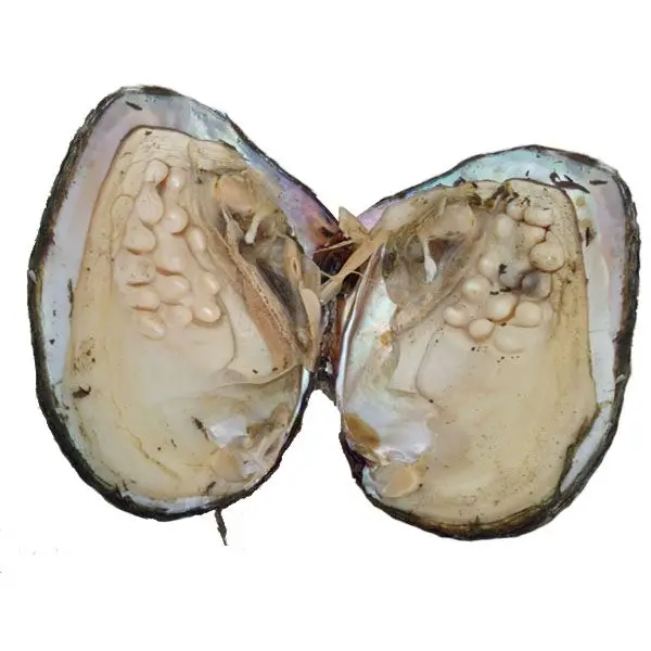 2017 HOT! AAA Multicolor 3-10MM Pearls in Oyster 16-22cm Oysters Wholesale 20pcs Vacuum-packed Oysters Natural Freshwater ABH575
2017 HOT! AAA Multicolor 3-10MM Pearls in Oyster 16-22cm Oysters Wholesale 20pcs Vacuum-packed Oysters Natural Freshwater ABH575