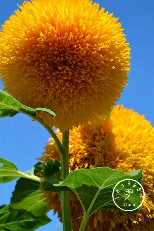 Big Sale!Teddy Bear Sunflowers Plantas Balcony Potted Plants Garden Bonsai Flower Flores Easy plant 10Pcs/lot,#AOA939
Big Sale!Teddy Bear Sunflowers Plantas Balcony Potted Plants Garden Bonsai Flower Flores Easy plant 10Pcs/lot,#AOA939
