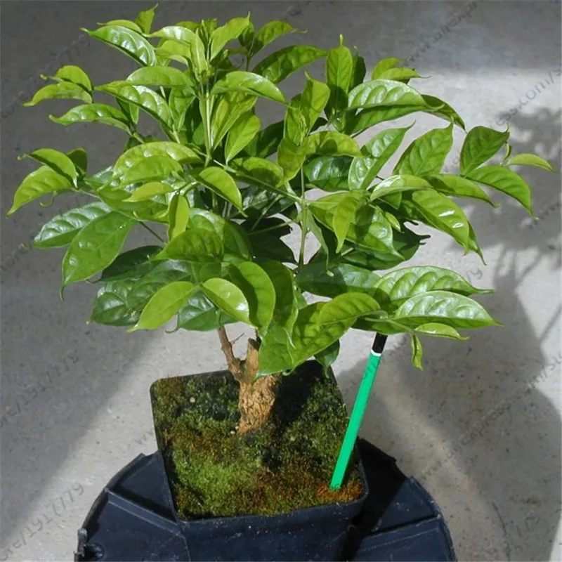 Kaffee9.jpg.600160