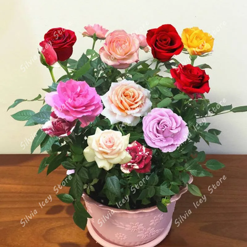 200PCS/Bag mixed rose bonsai plant garden potted flower decoration perennial family garden decorative flower plant
200PCS/Bag mixed rose bonsai plant garden potted flower decoration perennial family garden decorative flower plant