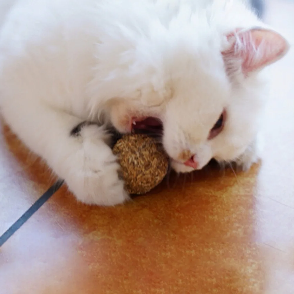 Pet Cat Mint Ball Catnip Ball Playing Toy kitten toy Cat Toy Natural Catnip Ball Hot
Pet Cat Mint Ball Catnip Ball Playing Toy kitten toy Cat Toy Natural Catnip Ball Hot