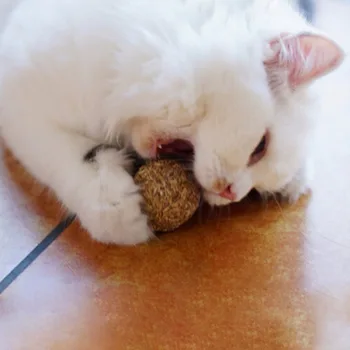 Pet Cat Mint Ball Catnip Ball Playing Toy kitten toy Cat Toy Natural Catnip Ball Hot
Pet Cat Mint Ball Catnip Ball Playing Toy kitten toy Cat Toy Natural Catnip Ball Hot