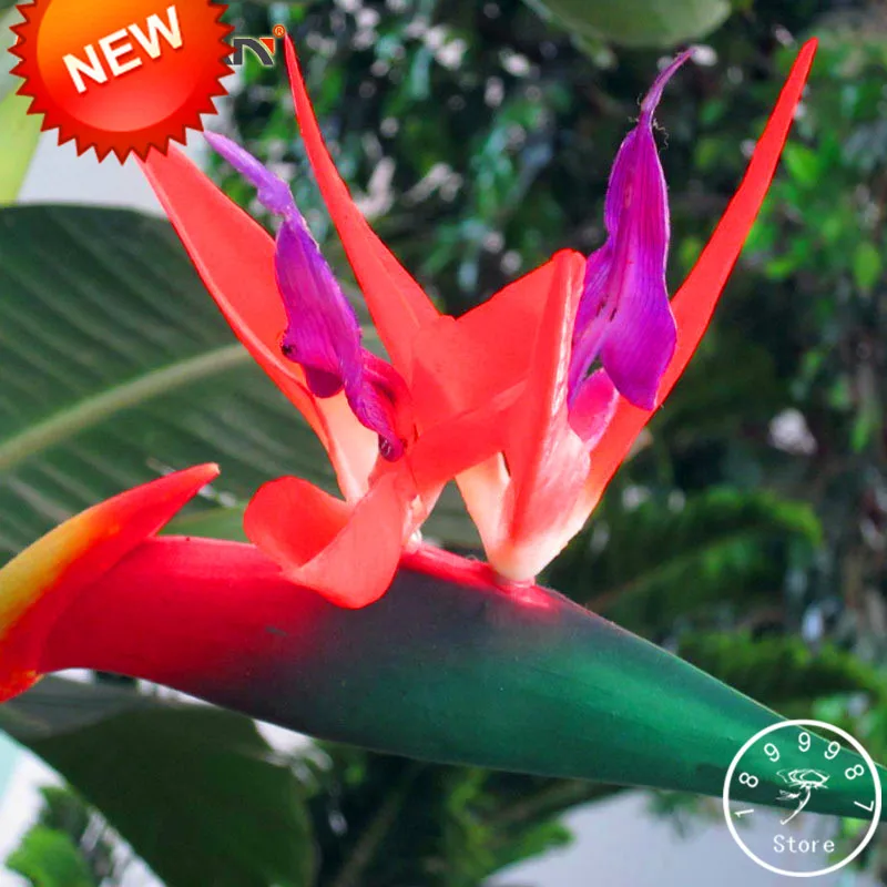 Loss Promotion!Strelitzia bonsai Garden Perennials Flower Bird of Paradise plant Strelitzia 100 Pcs / lot,#IDQ3EZ
Loss Promotion!Strelitzia bonsai Garden Perennials Flower Bird of Paradise plant Strelitzia 100 Pcs / lot,#IDQ3EZ
