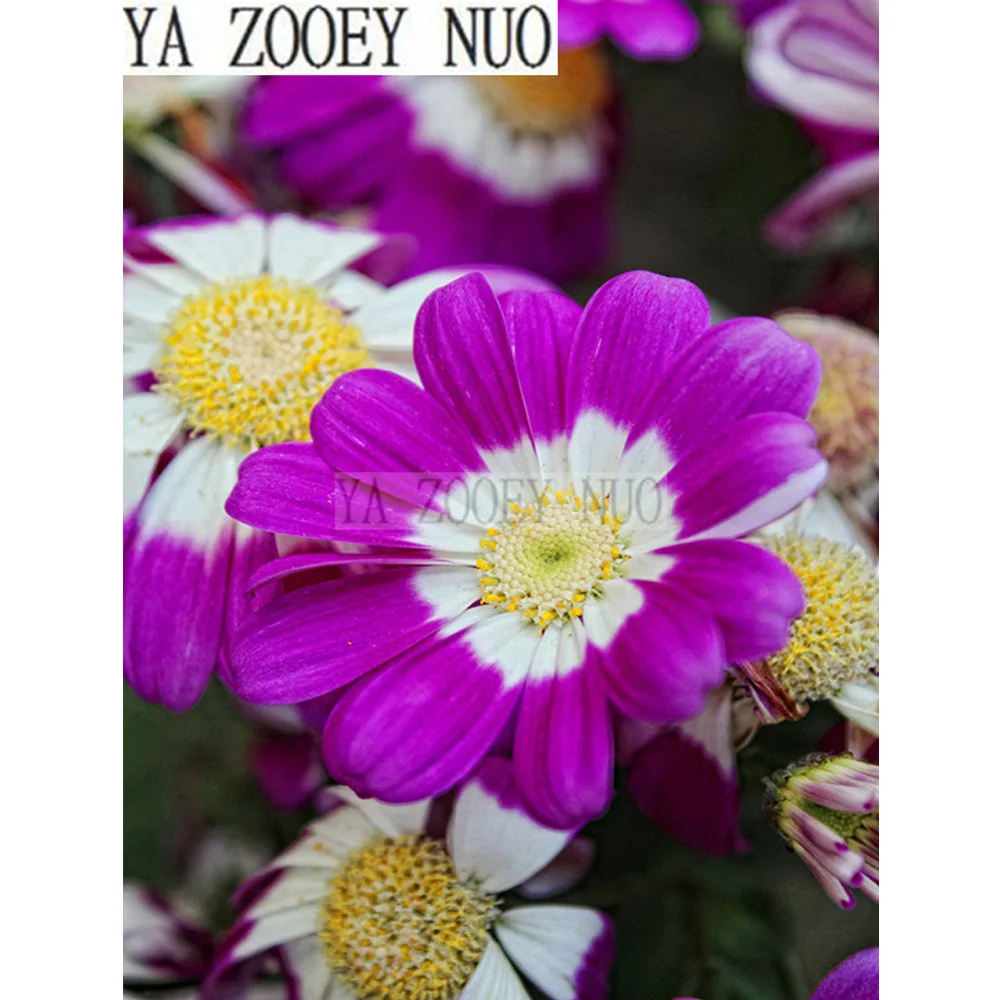 YA ZOOEY NUO Chrysanthemum flowers 5D Diamond Embroidery DIY Diamond Painting Cross Stitch Mosaic Resin Craft Home Decor KL545
YA ZOOEY NUO Chrysanthemum flowers 5D Diamond Embroidery DIY Diamond Painting Cross Stitch Mosaic Resin Craft Home Decor KL545
