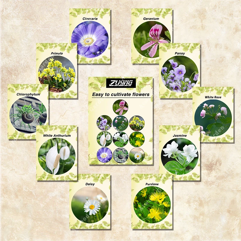 ZLKING 380Pcs 10 Kinds Of Flowers Bonsai For Home Garden Easy To Grow Not Easily Die Not Need Careful Treatment Bonsai
ZLKING 380Pcs 10 Kinds Of Flowers Bonsai For Home Garden Easy To Grow Not Easily Die Not Need Careful Treatment Bonsai