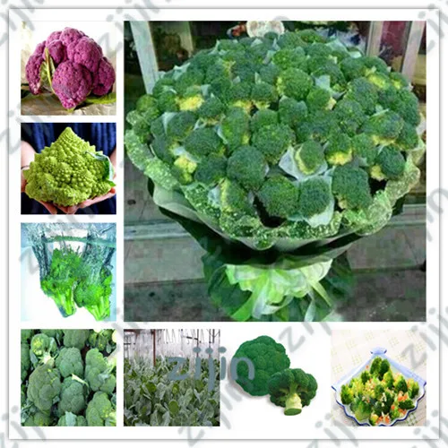 50Pcs Broccoli Bonsai Vegetable plants 92%+ Germination Non-GMO Heirloom High-Quality Vegetable Bonsais For Home Garden
50Pcs Broccoli Bonsai Vegetable plants 92%+ Germination Non-GMO Heirloom High-Quality Vegetable Bonsais For Home Garden