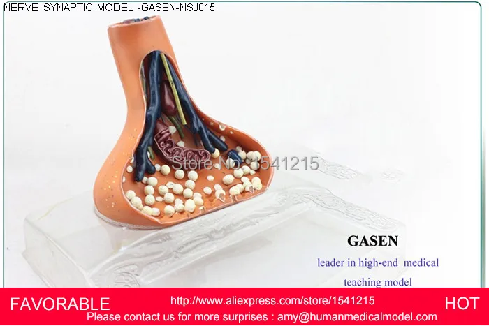 SYNAPTIC MODEL CHEMICAL SYNAPSE MEDICAL HUMAN NERVOUS SYSTEM ANATOMY SYNAPTIC MODEL-GASEN-NSJ015
SYNAPTIC MODEL CHEMICAL SYNAPSE MEDICAL HUMAN NERVOUS SYSTEM ANATOMY SYNAPTIC MODEL-GASEN-NSJ015