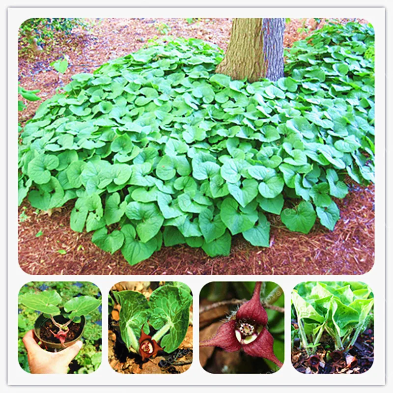 100 Pcs/Bag Wild Ginger (Asarum canadense) Bonsai AKA Canadian Ginger Vigorous Groundcover Perennial Outdoor Plant For Garden
100 Pcs/Bag Wild Ginger (Asarum canadense) Bonsai AKA Canadian Ginger Vigorous Groundcover Perennial Outdoor Plant For Garden