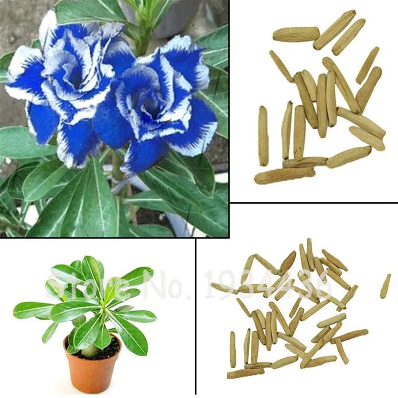 10pcs Real Blue Adenium Obesum Desert Rose Rizoma Flower Home Garden Indoor Bonsai Succulent Plants Mixed Color For Sample Order 
10pcs Real Blue Adenium Obesum Desert Rose Rizoma Flower Home Garden Indoor Bonsai Succulent Plants Mixed Color For Sample Order
