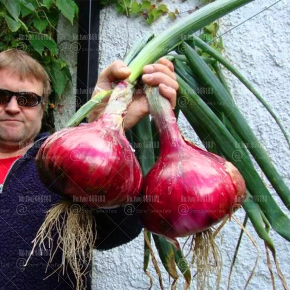 100Pcs/bag Red Gaint Onion bonsai Allium cepa plantas organic vegetables plants for home garden plant planting easy to grow
100Pcs/bag Red Gaint Onion bonsai Allium cepa plantas organic vegetables plants for home garden plant planting easy to grow
