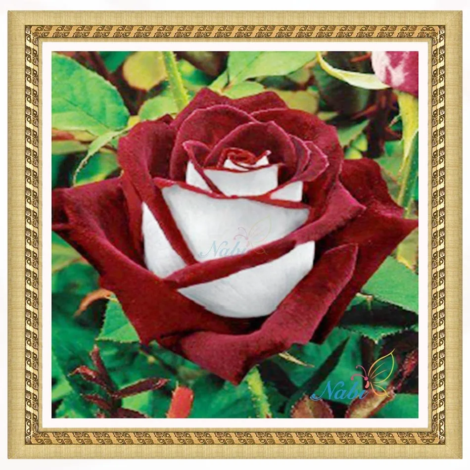 Flower rose Round diamond mosaic painting diamond embroidery cross stitch - 3d diy full rhinestones beadwork kits 2342R
Flower rose Round diamond mosaic painting diamond embroidery cross stitch - 3d diy full rhinestones beadwork kits 2342R