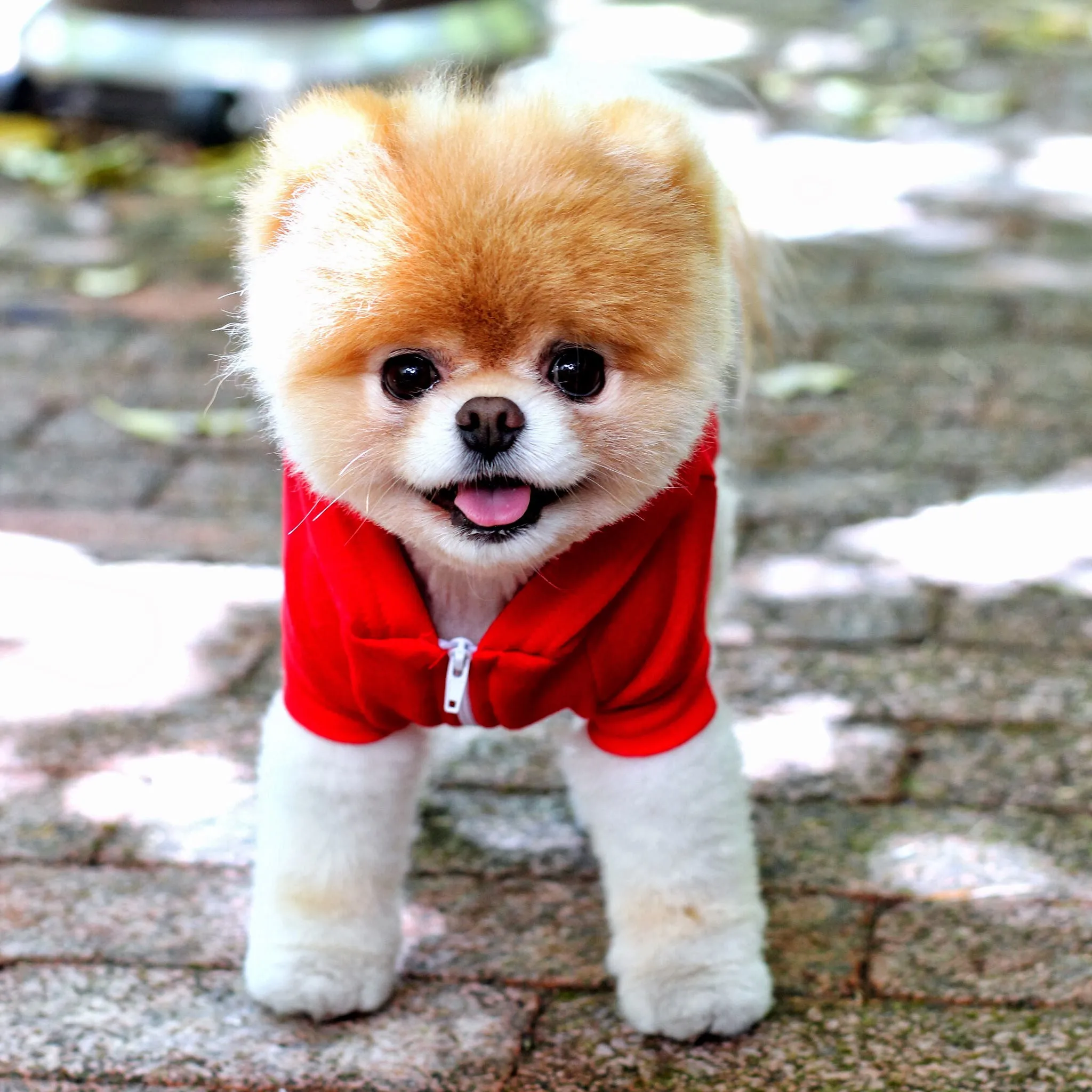 5d Diy Diamond Painting Pomeranian Full Diamond Embroidery Cute Dog 3d Cross Stitch Rhinestone Mosaic Painting Home Decoration
5d Diy Diamond Painting Pomeranian Full Diamond Embroidery Cute Dog 3d Cross Stitch Rhinestone Mosaic Painting Home Decoration