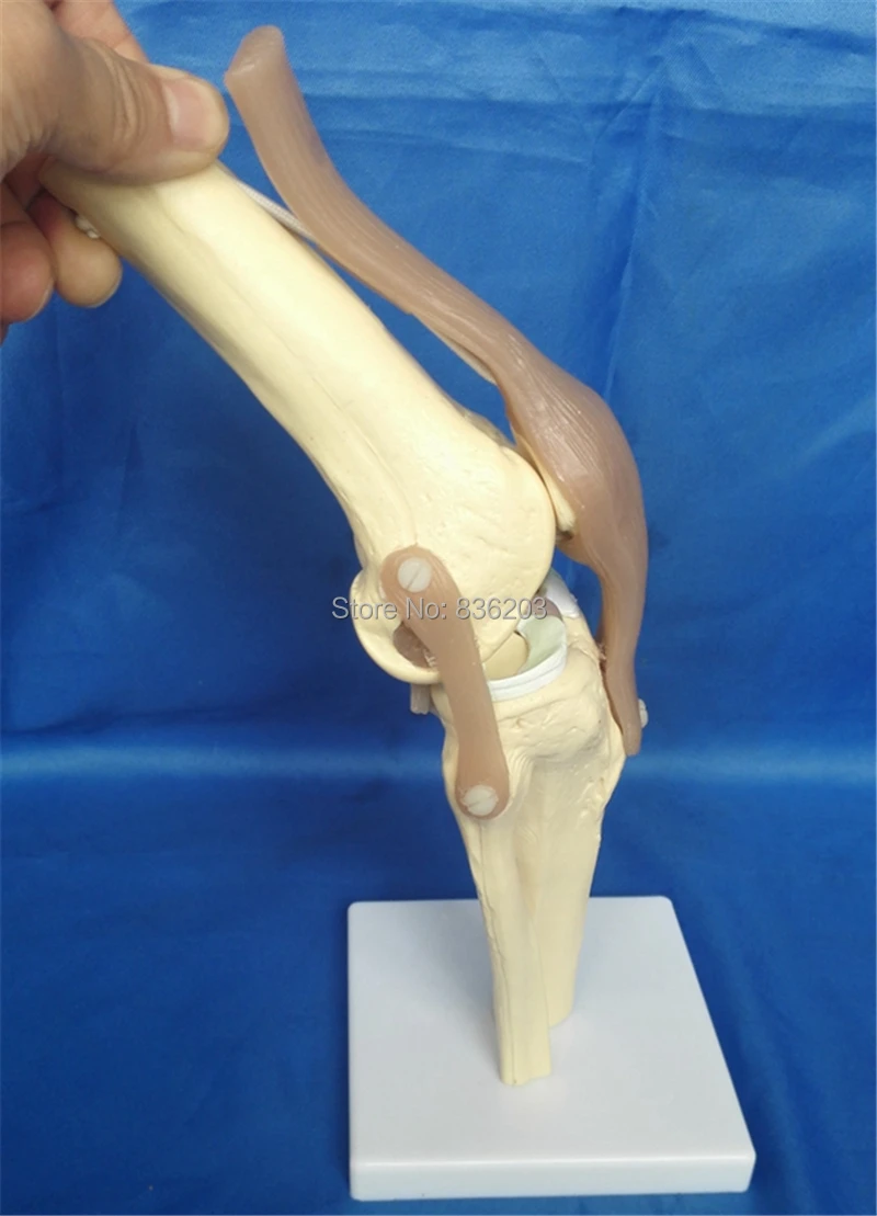 Human anatomy skeleton surgical instruments medical Knee Joint Anatomical Model Heart skull brain traumatic pistols condoms
Human anatomy skeleton surgical instruments medical Knee Joint Anatomical Model Heart skull brain traumatic pistols condoms