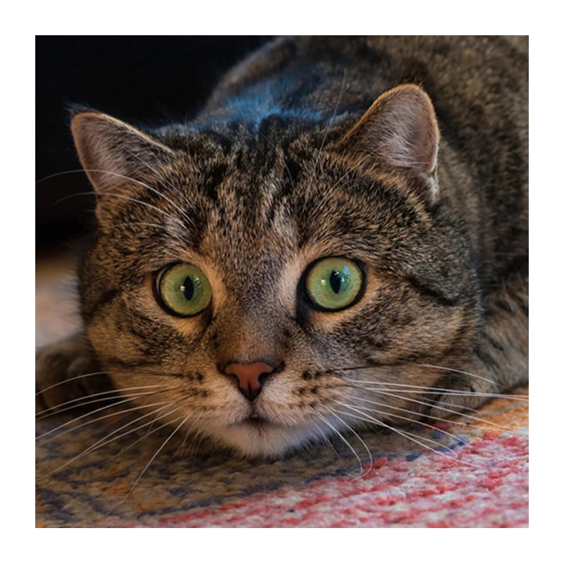 Diamond Painting Cats Cute Stare Cat Damond Painting Cross Stitch Mosaic Kit Diamond Painting Dieren Kits Mosaic Pictures DCC
Diamond Painting Cats Cute Stare Cat Damond Painting Cross Stitch Mosaic Kit Diamond Painting Dieren Kits Mosaic Pictures DCC
