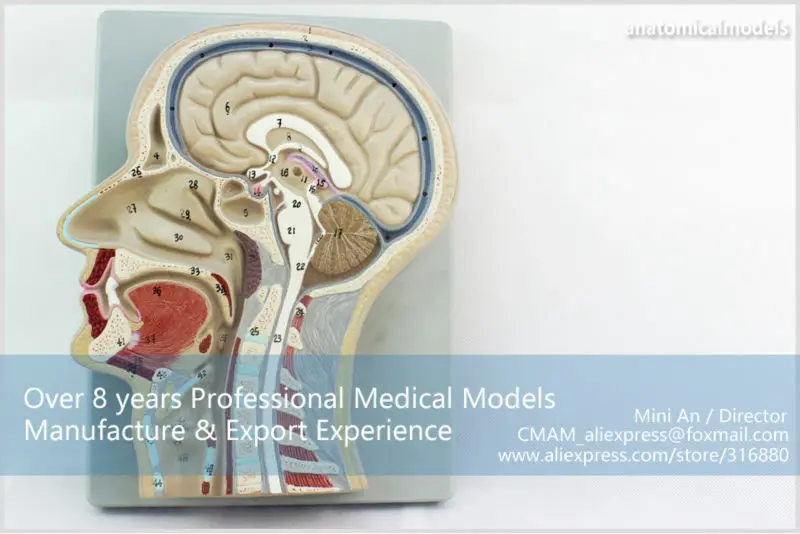 CMAM-BRAIN02 Brain Section Model -4