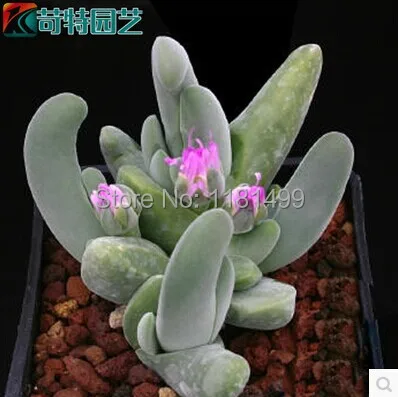 100pcs harsh special import succulents plant hump genus Gibbaeum schwantesii Bonsai
100pcs harsh special import succulents plant hump genus Gibbaeum schwantesii Bonsai