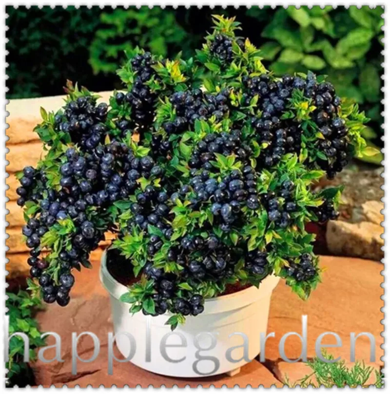100% Genuine 300pcs/pack Organic Delicious Blueberry Berry Fruit Bonsai Plant for home Courtyard Balcony Garden Free Shipping
100% Genuine 300pcs/pack Organic Delicious Blueberry Berry Fruit Bonsai Plant for home Courtyard Balcony Garden Free Shipping