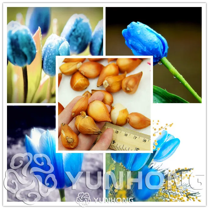 Rare Blue Tulips Flowers Bonsai Tulip Flower Plants Beautiful Aromatic Plants 5 Particles It is Bulb Not Tulip Bonsai
Rare Blue Tulips Flowers Bonsai Tulip Flower Plants Beautiful Aromatic Plants 5 Particles It is Bulb Not Tulip Bonsai