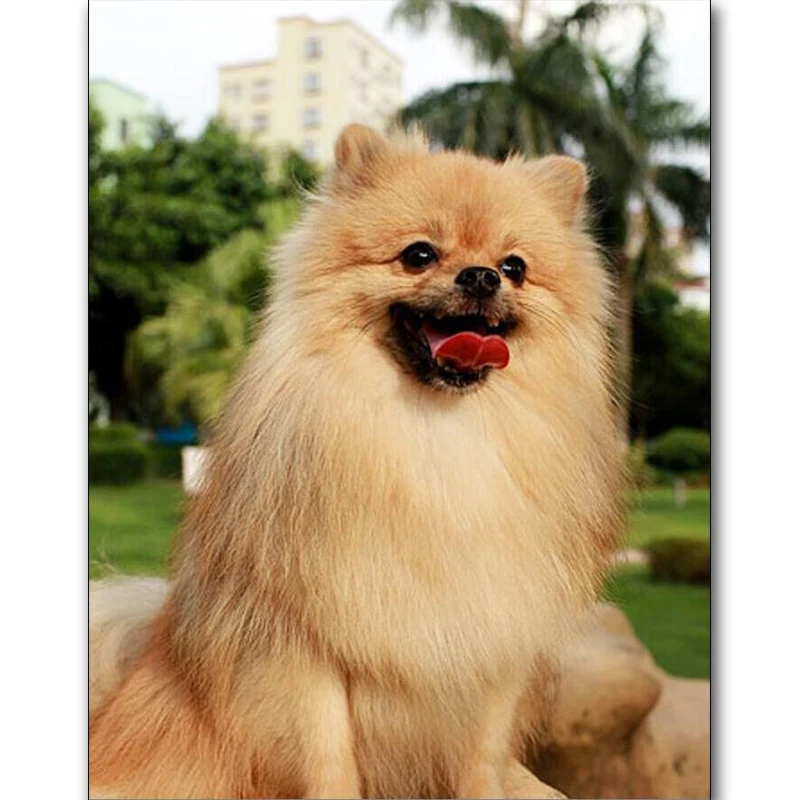 Diamond mosaic Pattern Needlework Diy Diamond Painting Cross Stitch bulldog 5D Diamond Embroidery Mosaic Crafts Dog Pomeranian
Diamond mosaic Pattern Needlework Diy Diamond Painting Cross Stitch bulldog 5D Diamond Embroidery Mosaic Crafts Dog Pomeranian