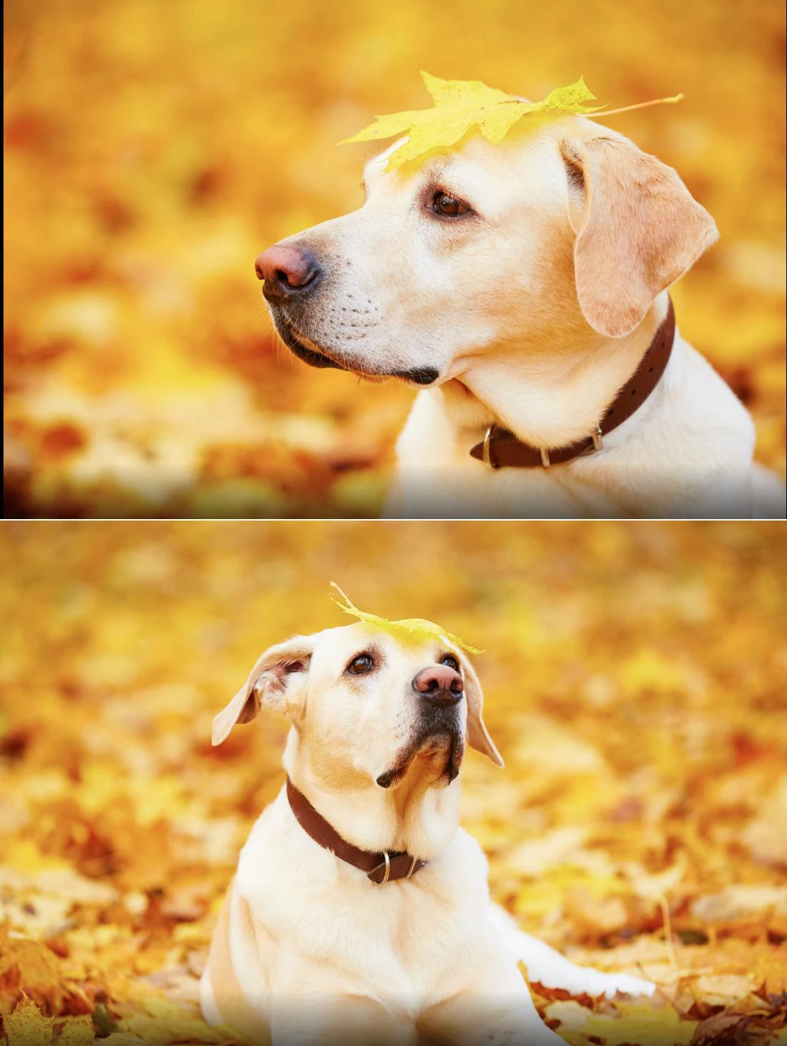 DogsMall-International | Boerboel Genuine Leather Collars Suitable For Big Dog Breeds