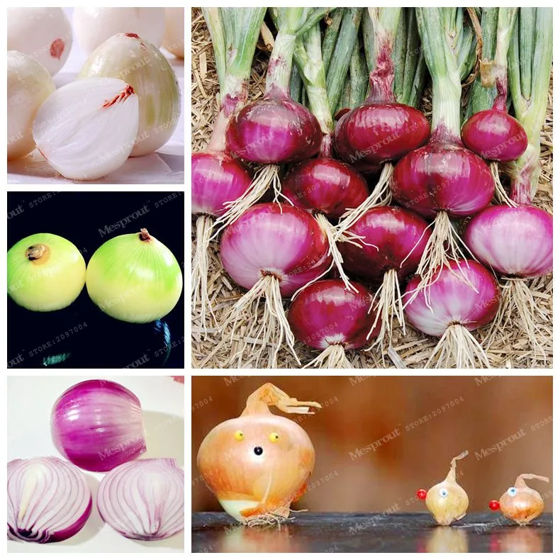 Hot Sale Delicious 100Pcs/Bag Fresh Giant Purple Onion Bonsai Vegetable Bonsai Green Food Plant For Home Garden Fun Interest DIY
Hot Sale Delicious 100Pcs/Bag Fresh Giant Purple Onion Bonsai Vegetable Bonsai Green Food Plant For Home Garden Fun Interest DIY