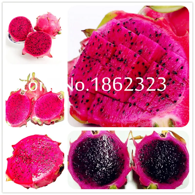 Free shipping 100pcs Red Pitaya Bonsai Dragon Pitaya Fruit Garden Bonsai Tree Fruit-tree-plant Delicious Tropical Fruit Food Pot
Free shipping 100pcs Red Pitaya Bonsai Dragon Pitaya Fruit Garden Bonsai Tree Fruit-tree-plant Delicious Tropical Fruit Food Pot