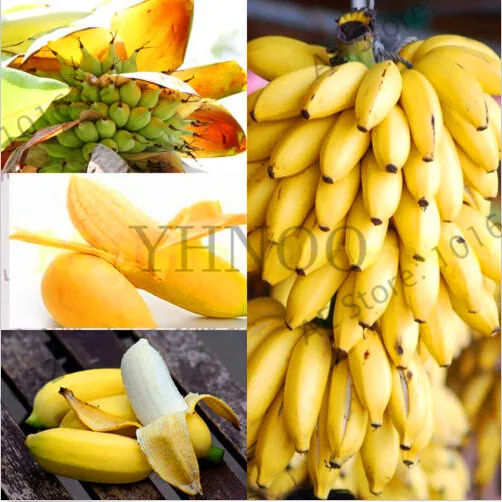 Hot Sale!100 Pcs Dwarf Banana garden Bonsai Tree,Tropical Fruit flores,Bonsai Balcony Flower for Home Planting,Germination Rate
Hot Sale!100 Pcs Dwarf Banana garden Bonsai Tree,Tropical Fruit flores,Bonsai Balcony Flower for Home Planting,Germination Rate