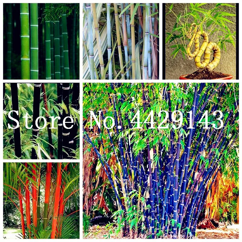 Sale! 30 Pcs New Fresh Indoor Bamboo Bonsai, House Good Luck Bamboo Pot, 100% True Potted Plant for Home Garden Easy to Grow
Sale! 30 Pcs New Fresh Indoor Bamboo Bonsai, House Good Luck Bamboo Pot, 100% True Potted Plant for Home Garden Easy to Grow
