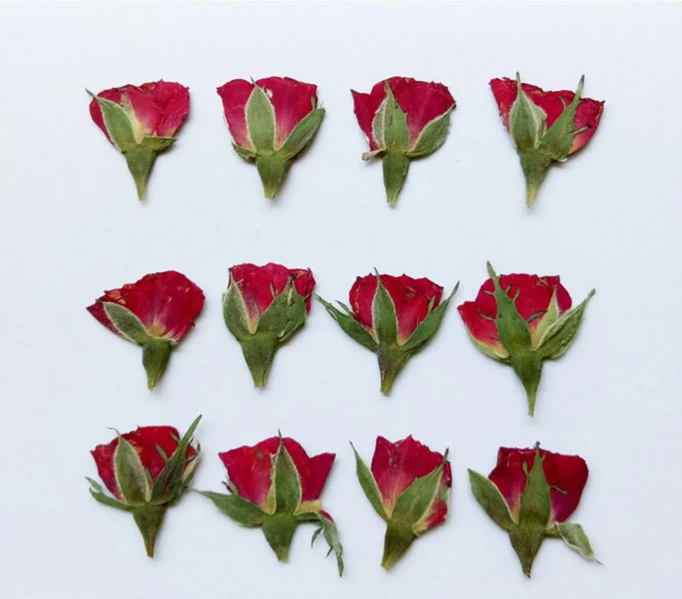 120pcs Side Pressed Dried Red Rose Buds Plant Herbarium For Jewelry Postcard Invitation Card Phone Case Bookmark Making DIY
120pcs Side Pressed Dried Red Rose Buds Plant Herbarium For Jewelry Postcard Invitation Card Phone Case Bookmark Making DIY