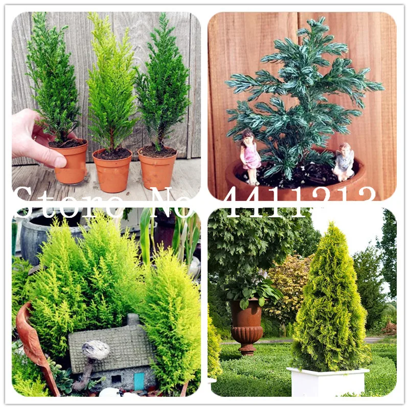 20 Pcs Rare Cypress Trees Bonsai, Conifer Cypress Tree, Evergreen Landscape Plant,100% True Potted Plant for Home Garden
20 Pcs Rare Cypress Trees Bonsai, Conifer Cypress Tree, Evergreen Landscape Plant,100% True Potted Plant for Home Garden