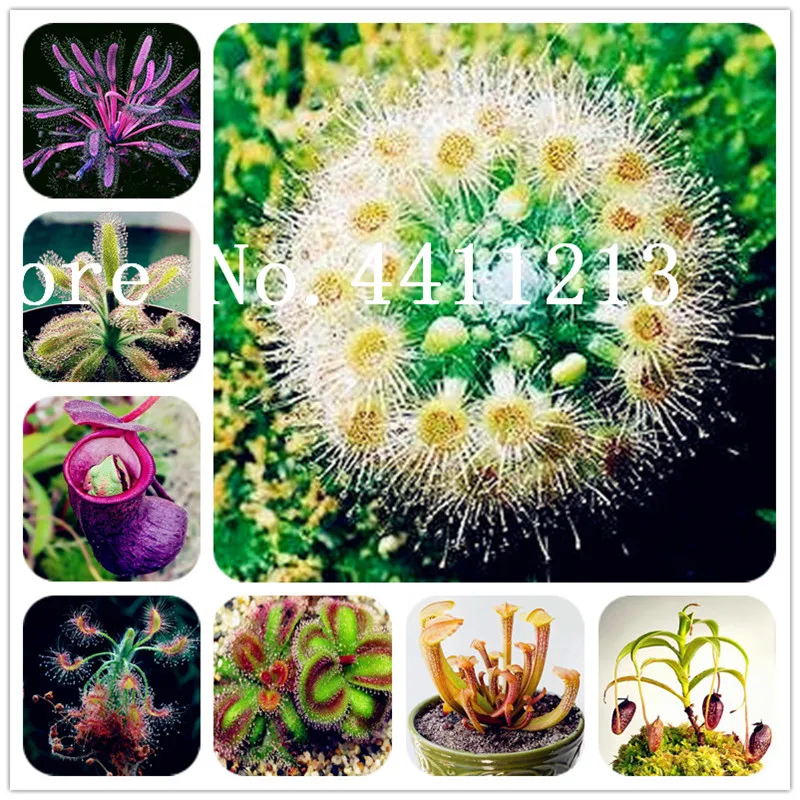 50 Pcs Giant Dionaea Muscipula Venus Flytrap Bonsai Carnivorous Plant Flytrap Potted Plantas Tropicales Germination Rate of 95%
50 Pcs Giant Dionaea Muscipula Venus Flytrap Bonsai Carnivorous Plant Flytrap Potted Plantas Tropicales Germination Rate of 95%