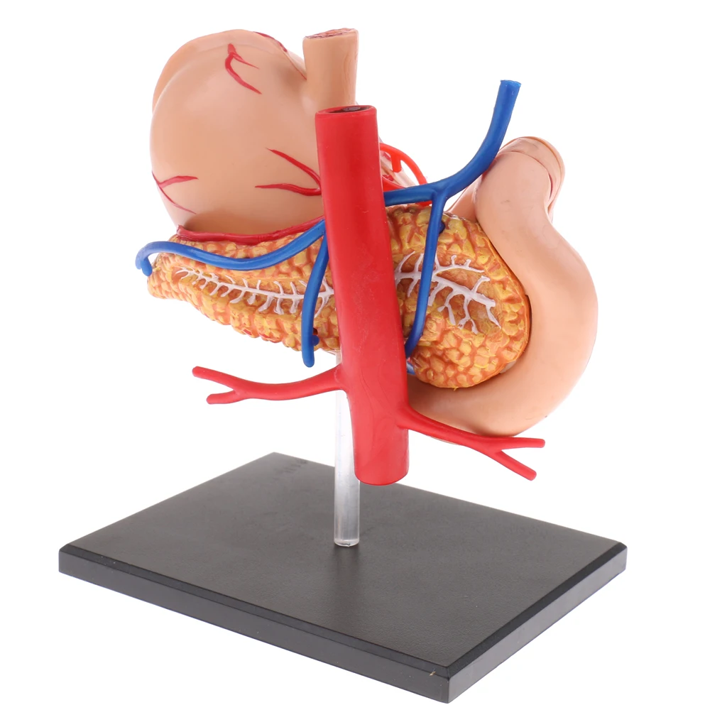 Anatomical Human Stomach & Pancreas Organs Science Anatomy Model Learning Resource Student School Supplies