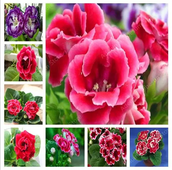100 pcs Imported Gloxinia Plant Bonsai Perennial Sinningia Gloxinia Flower plants for Home Garden Pot Easy to Grow(da yan tong)
100 pcs Imported Gloxinia Plant Bonsai Perennial Sinningia Gloxinia Flower plants for Home Garden Pot Easy to Grow(da yan tong)