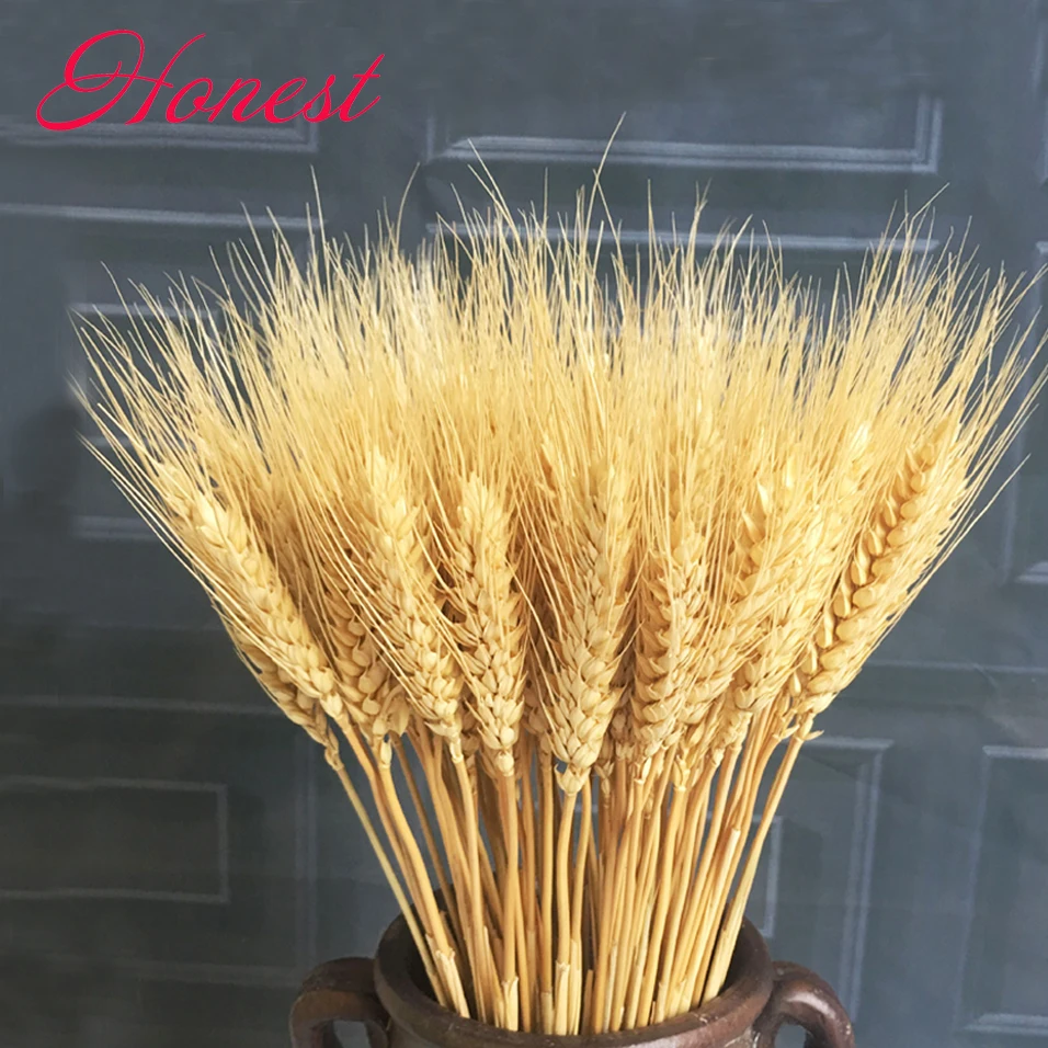 100pc natural dried flower bouquets natural raw color dried ear of wheat bouquets&wheat ear Bunches
100pc natural dried flower bouquets natural raw color dried ear of wheat bouquets&wheat ear Bunches