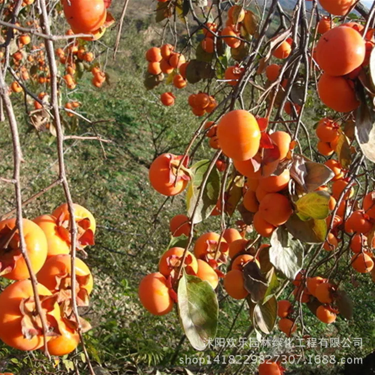 Luotiantianshi direct high-quality varieties of persimmon fruit wholesale spot 30pcs/Pack
Luotiantianshi direct high-quality varieties of persimmon fruit wholesale spot 30pcs/Pack