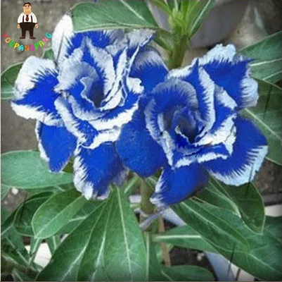 1 piece Desert Rose plants Flower plants Adenium Obesum Office Indoor Bonsai Plant Home Garden Decoration Mini Potted Tree
1 piece Desert Rose plants Flower plants Adenium Obesum Office Indoor Bonsai Plant Home Garden Decoration Mini Potted Tree