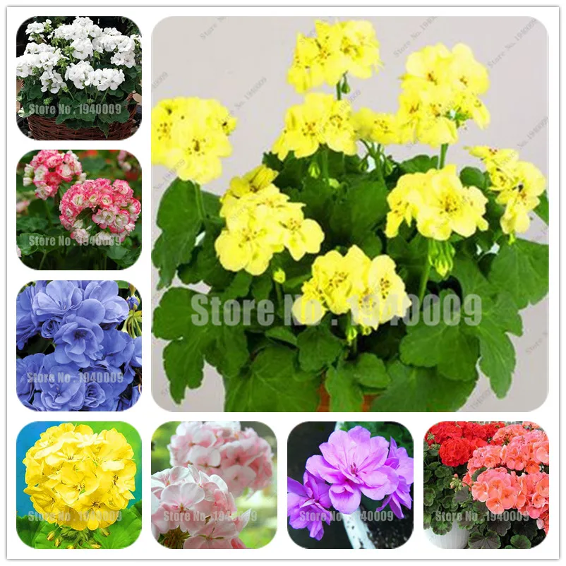 Best-Selling! 100pcs/Bag True Geranium plant Bonsai Cheap Pelargonium Perennial Garden Flowers Peltatum bonsai Potted Geraniums
Best-Selling! 100pcs/Bag True Geranium plant Bonsai Cheap Pelargonium Perennial Garden Flowers Peltatum bonsai Potted Geraniums