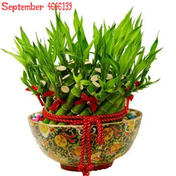 Hot Sale 30 PCS 6 Kinds Lucky Bamboo Choose Potted Bonsai Variety Complete Dracaena plant The Budding Rate 95% Bamboo Bonsai
Hot Sale 30 PCS 6 Kinds Lucky Bamboo Choose Potted Bonsai Variety Complete Dracaena plant The Budding Rate 95% Bamboo Bonsai
