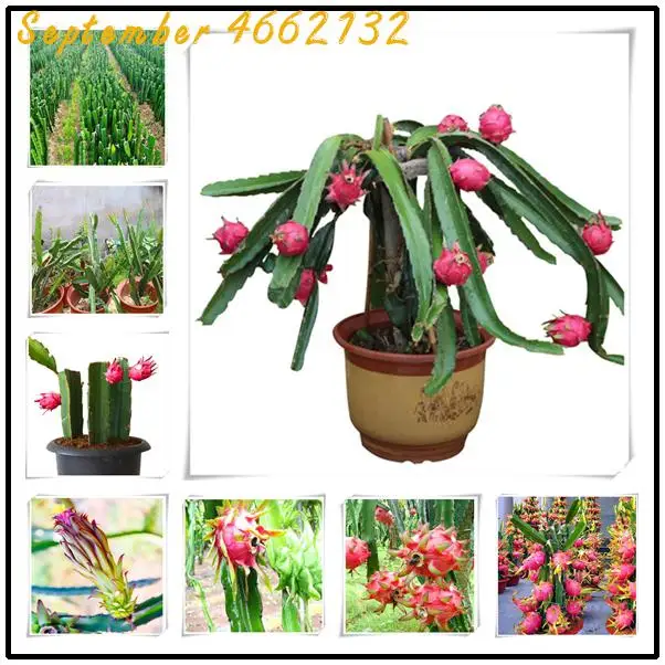 100% 100 Pcs Pitaya Bonsai Real Dragon Fruit Bonsai Delicious Juicy Tropical Fruit Food Home Garden Bonsai Plants Potted Plants
100% 100 Pcs Pitaya Bonsai Real Dragon Fruit Bonsai Delicious Juicy Tropical Fruit Food Home Garden Bonsai Plants Potted Plants