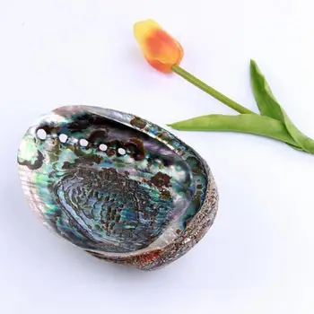 1pc Aabalone Sea Shell Smudging Natural Shell Polished Crystal Cleansing Starter Kit 17-18cm
1pc Aabalone Sea Shell Smudging Natural Shell Polished Crystal Cleansing Starter Kit 17-18cm
