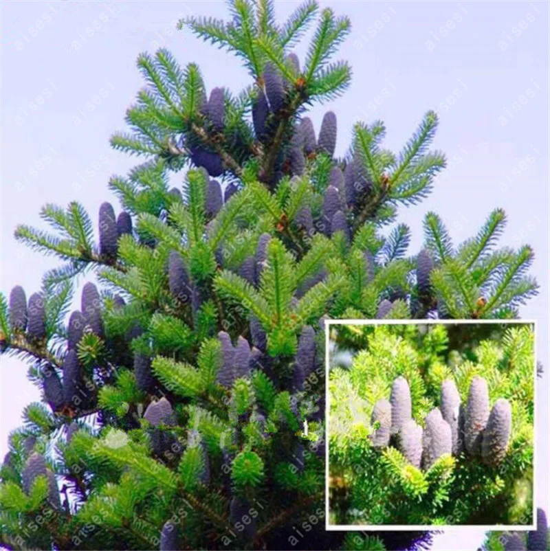50PCS Purple Korean Fir bonsai - Abies Koreana - Bonsai Tree plant SOW ALL YEAR garden decoration tree DIY for home garden plant
50PCS Purple Korean Fir bonsai - Abies Koreana - Bonsai Tree plant SOW ALL YEAR garden decoration tree DIY for home garden plant