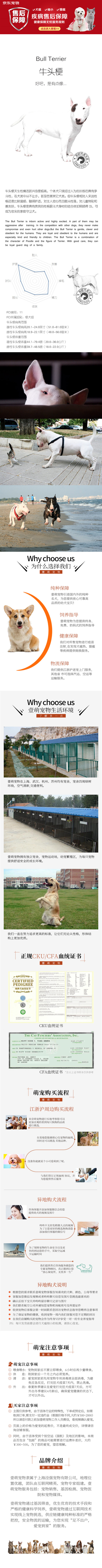 精品纯种牛头梗幼犬 家养包纯种健康可视频挑选！